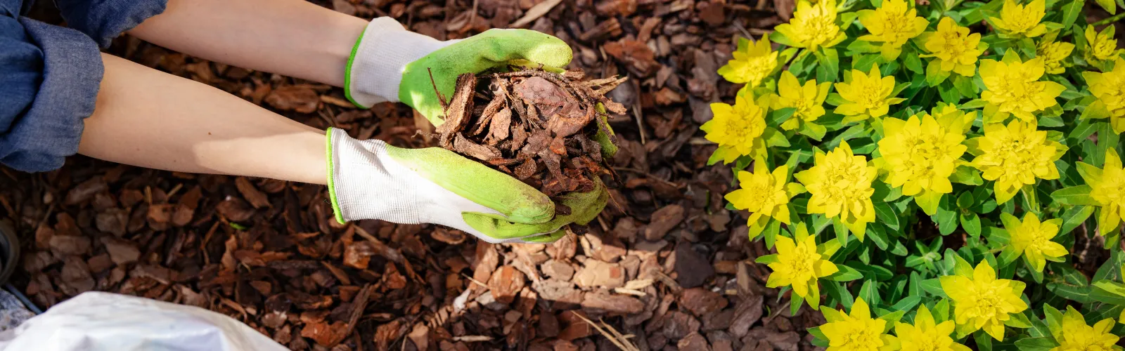 gardener mulching flower bed