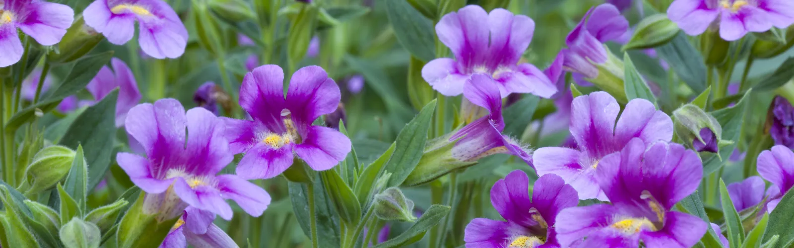 Mimulus Monkey Flower