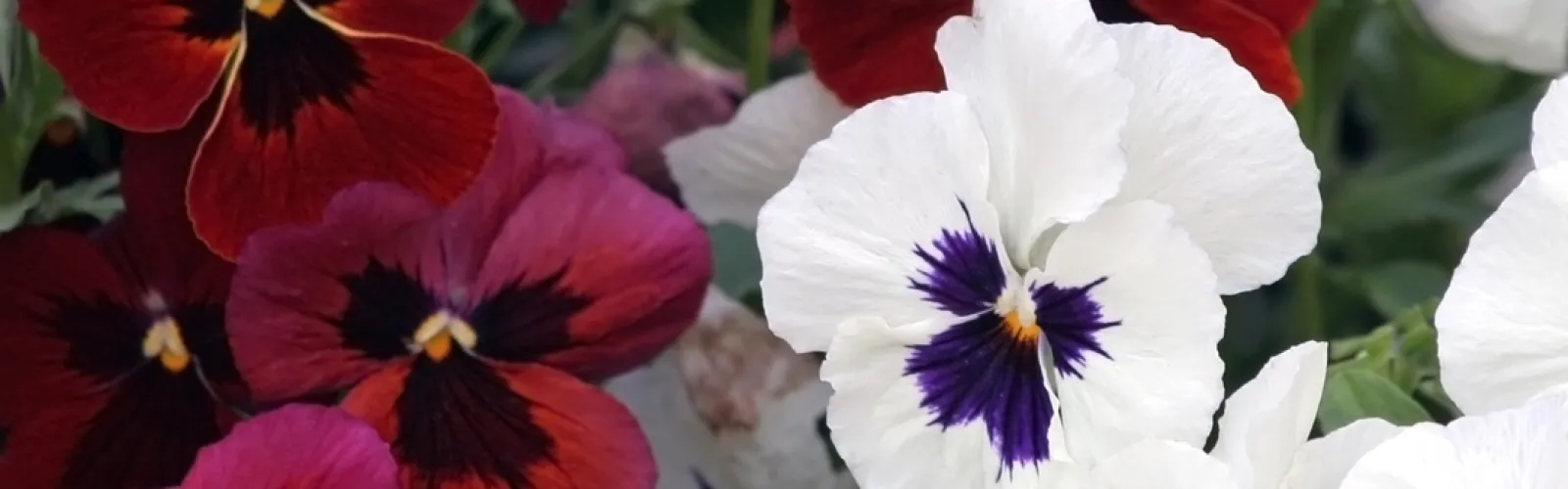 a red and white flower