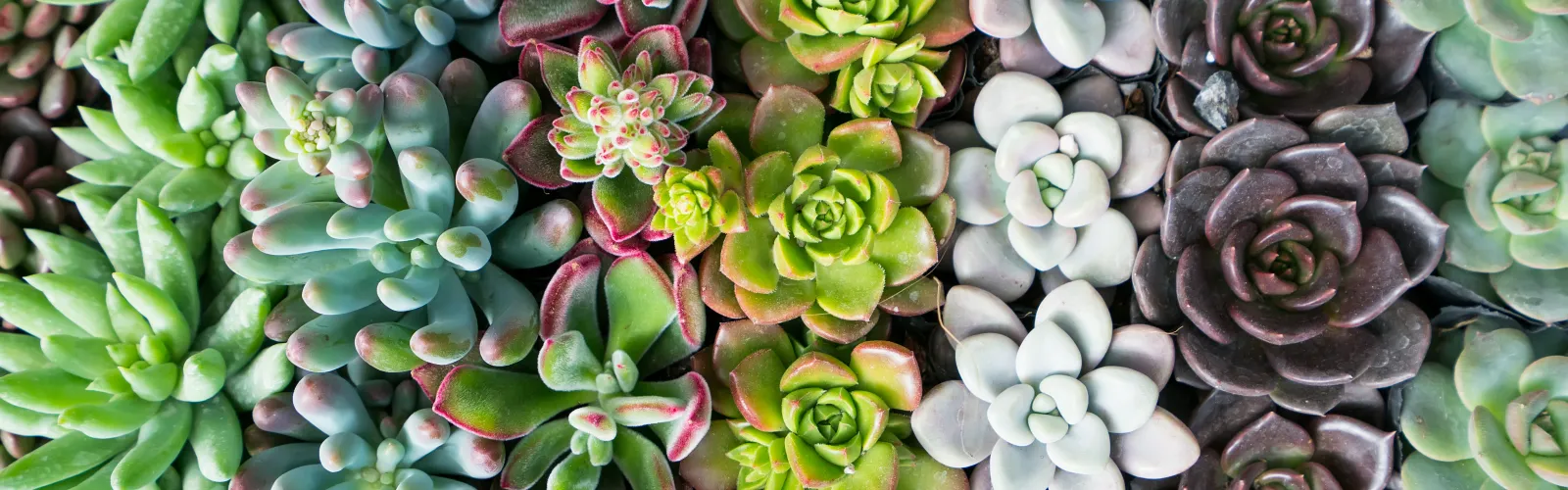 mix of different succulent plants