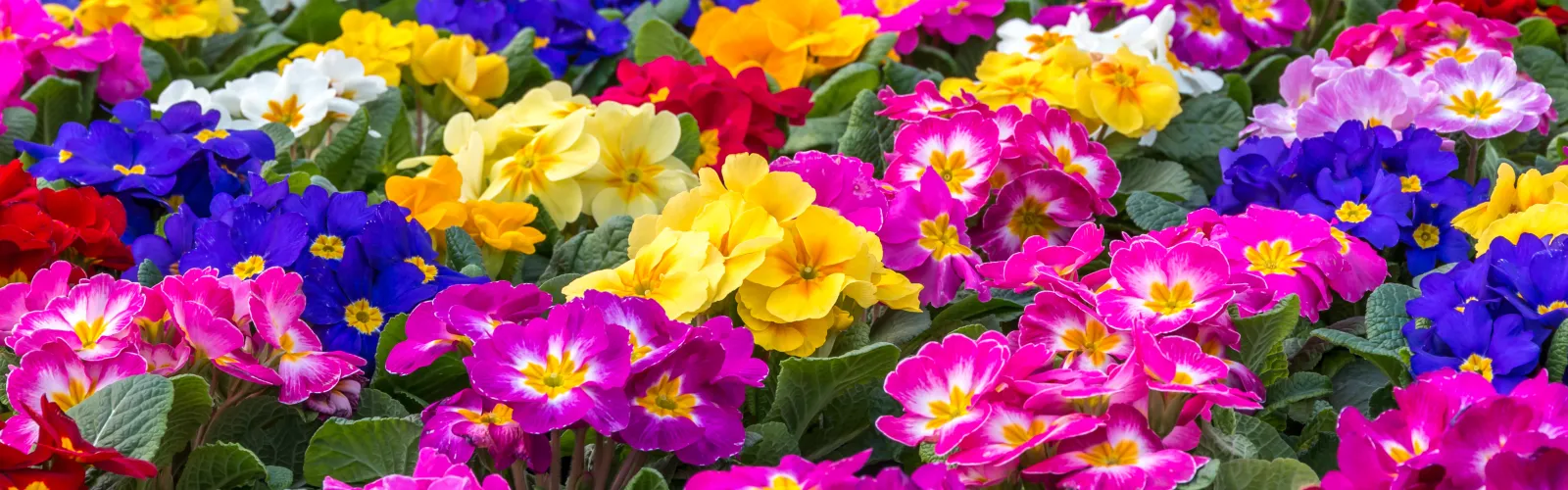 primrose flowers