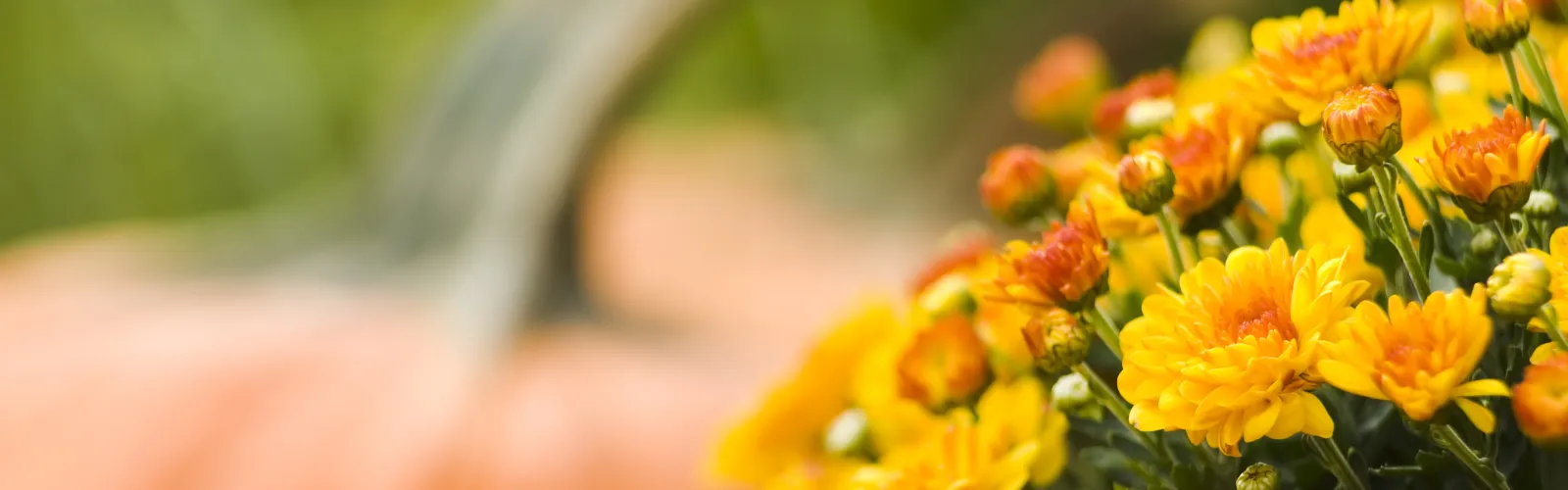 yellow blooming mum with orange pumpkin in background