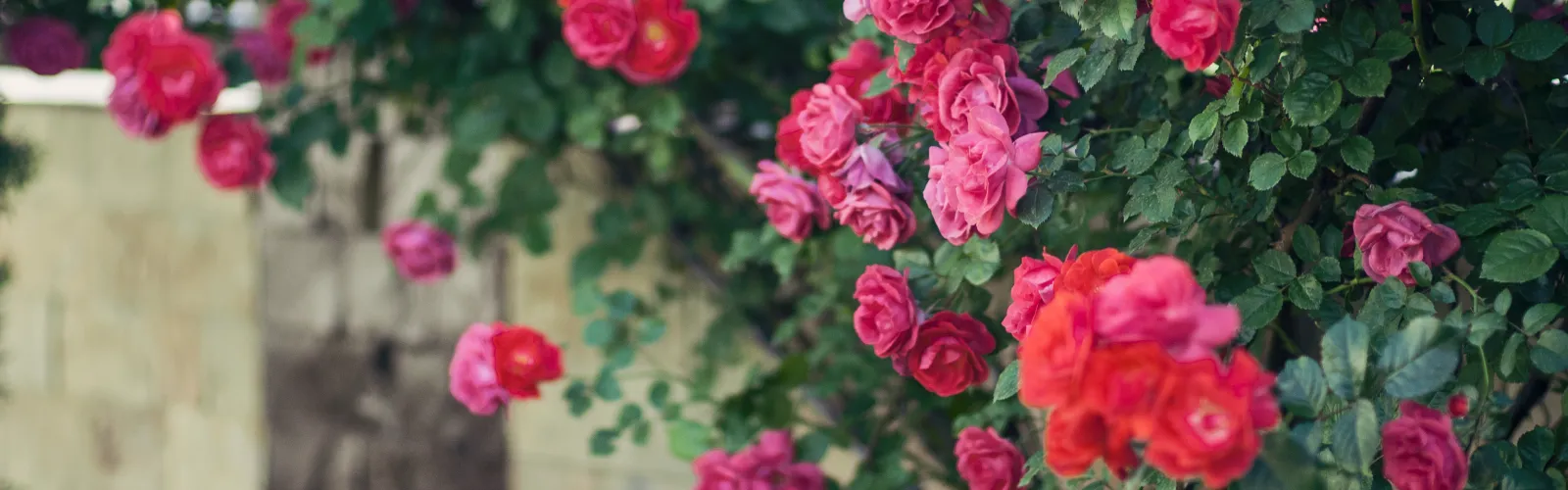 red and pink roses