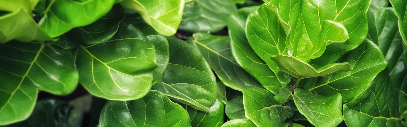 fiddle leaf fig houseplant