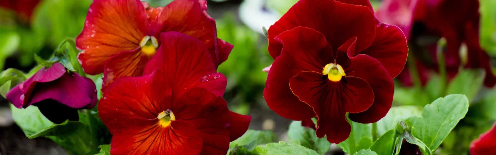 Closeup of blooming red pansies