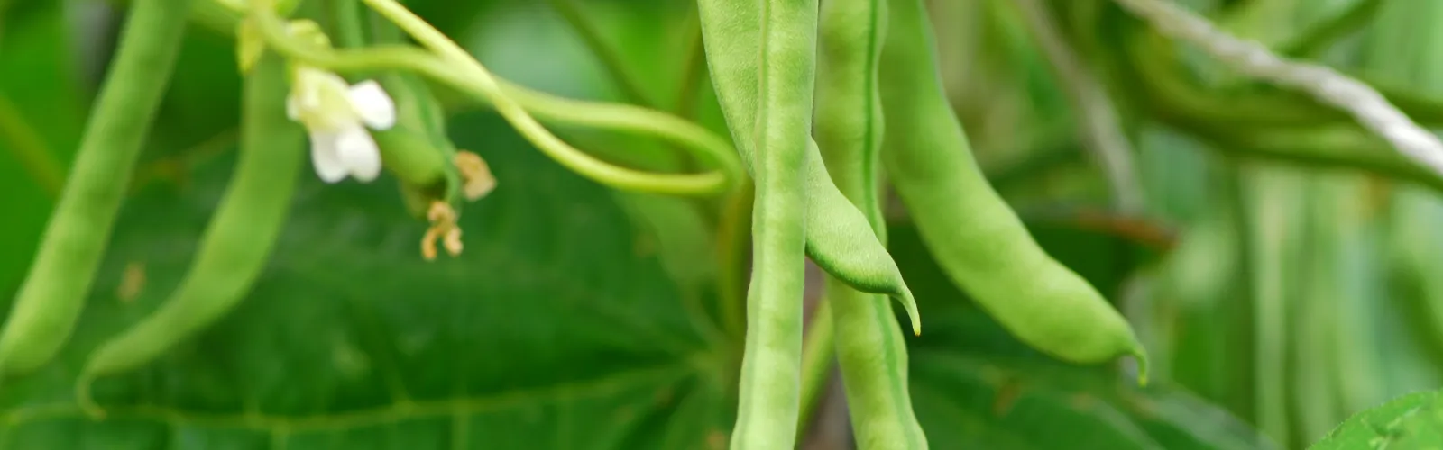 a green plant