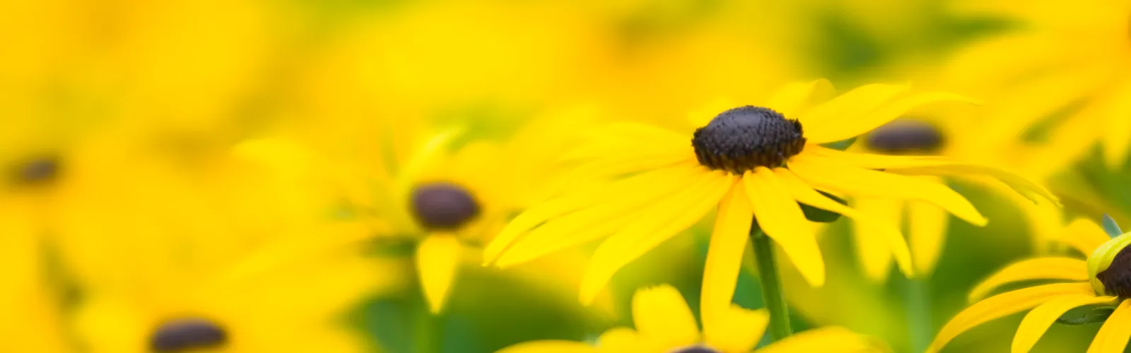 Rudbeckia blooms