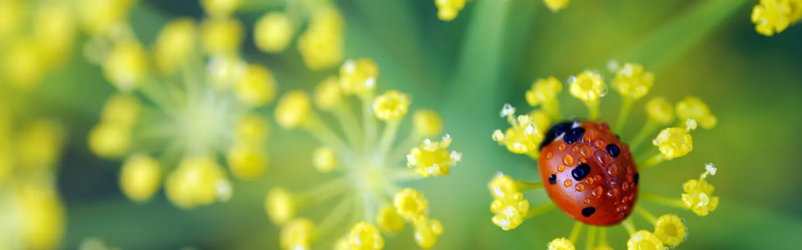 ladybug on flower