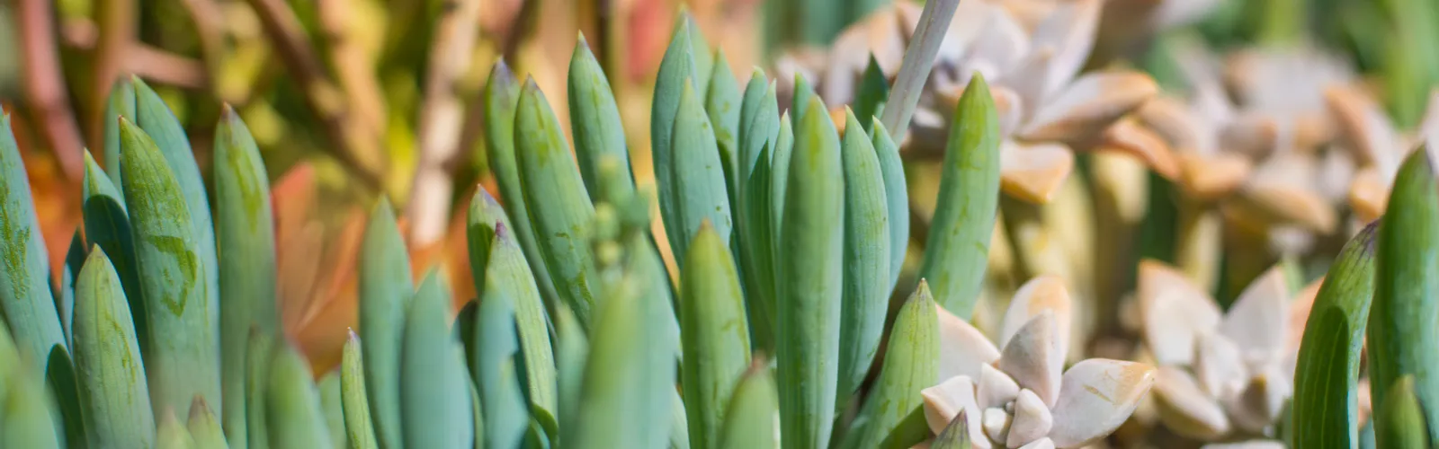 closeup of succulent plants