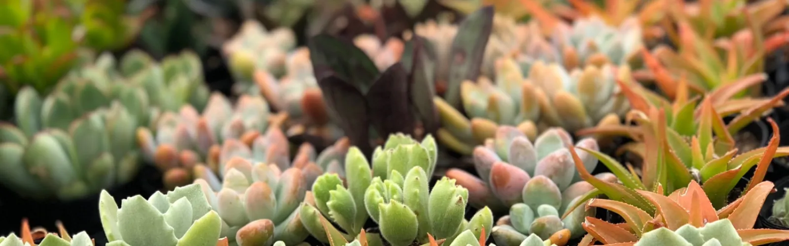 a pile of succulents