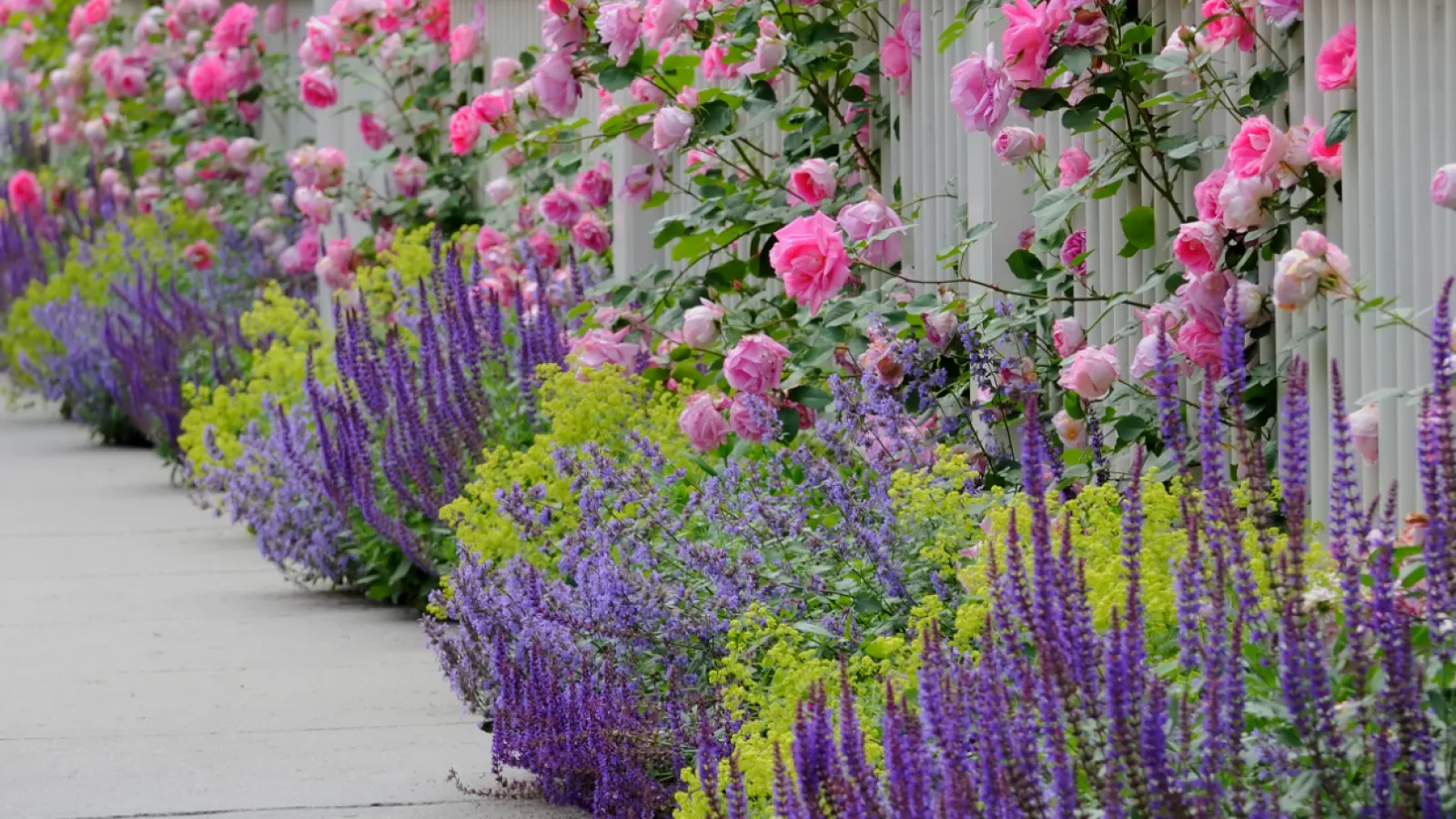 a close up of a flower garden