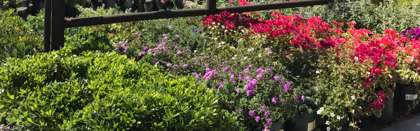 a close up of a flower garden