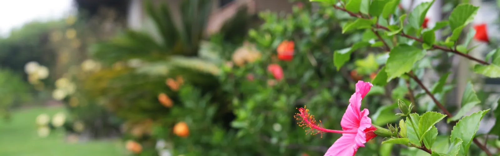 a pink flower on a plant