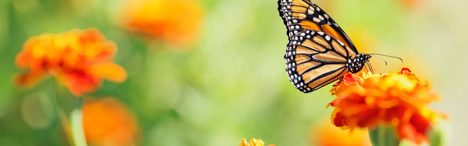 butterfly on flower