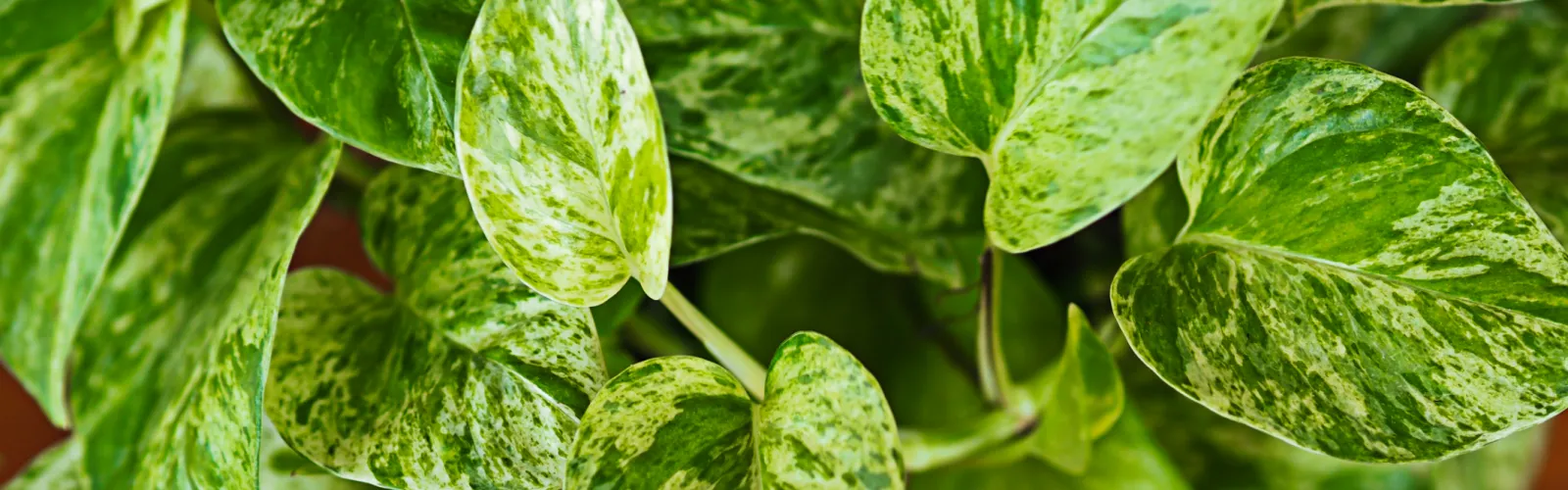 variegated pothos