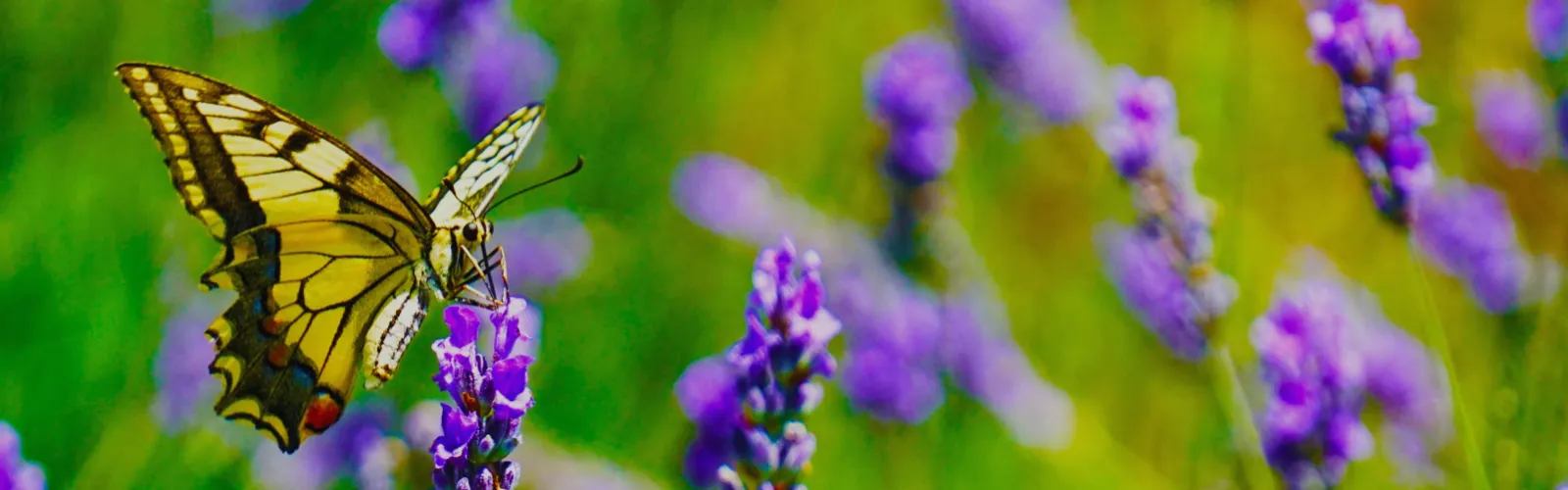 a close up of a flower