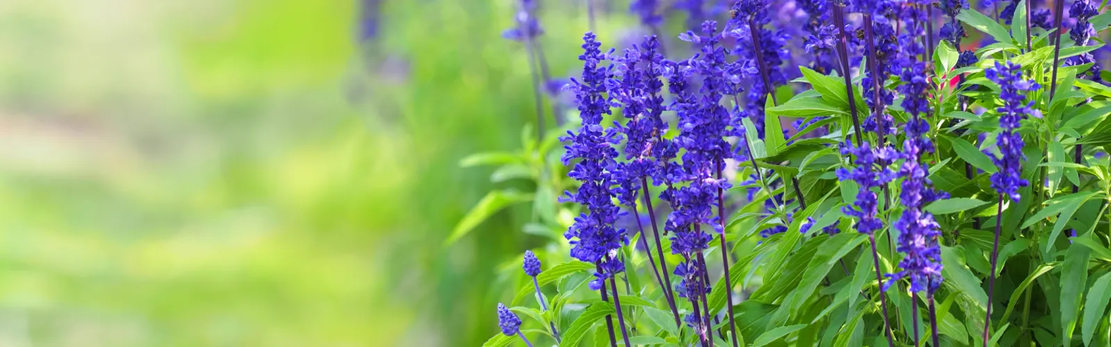 a purple flower on a plant